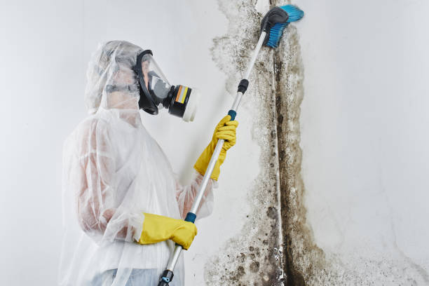 Attic Mold Removal in Lanham, MD