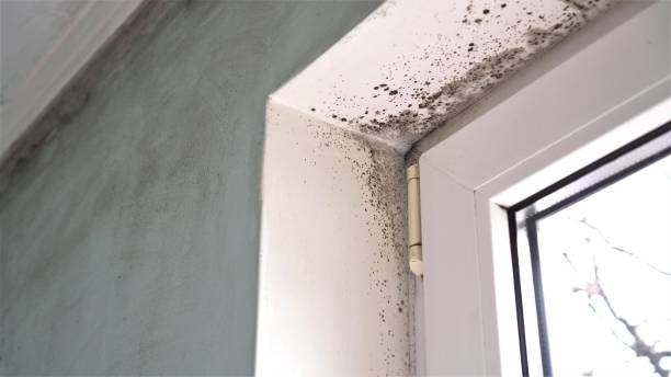 Professional Mold Removal in Lanham, MD