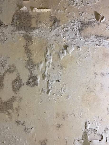 Best Mold Testing  in Lanham, MD