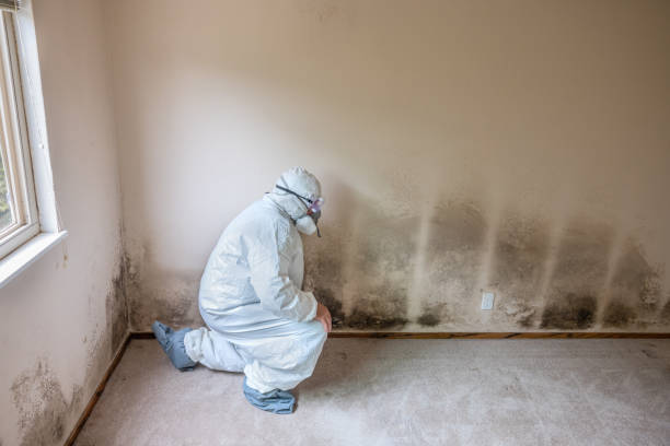 Best Mold Damage Repair  in Lanham, MD